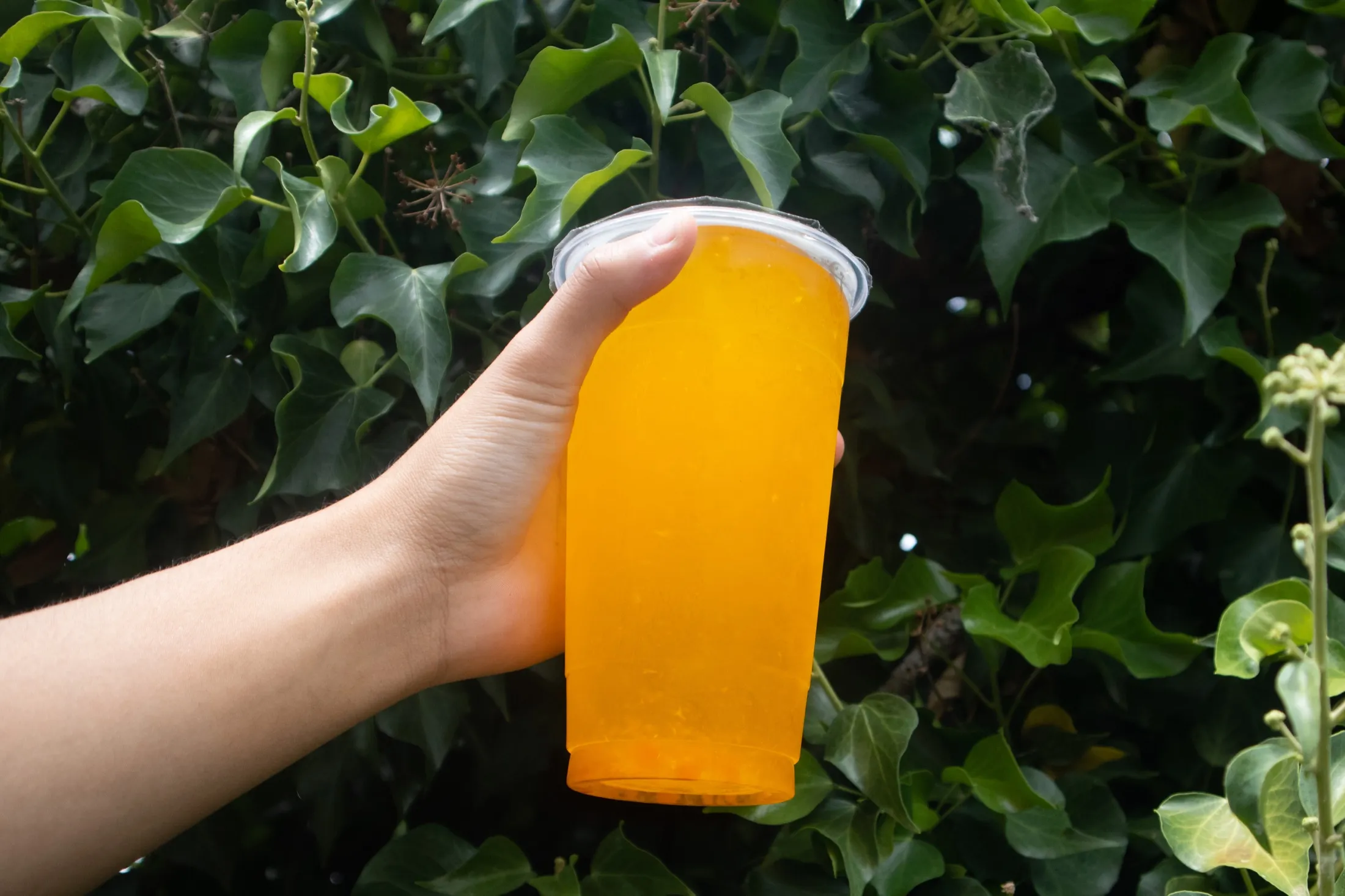 A bright iced tea in hand